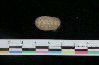 藏品(稜毛皮石鱉)的圖片